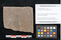Foto (Objekt + Etikett) von Asplenites reussii Ettingshausen (NHMW-GEO-2024-0188-10822)